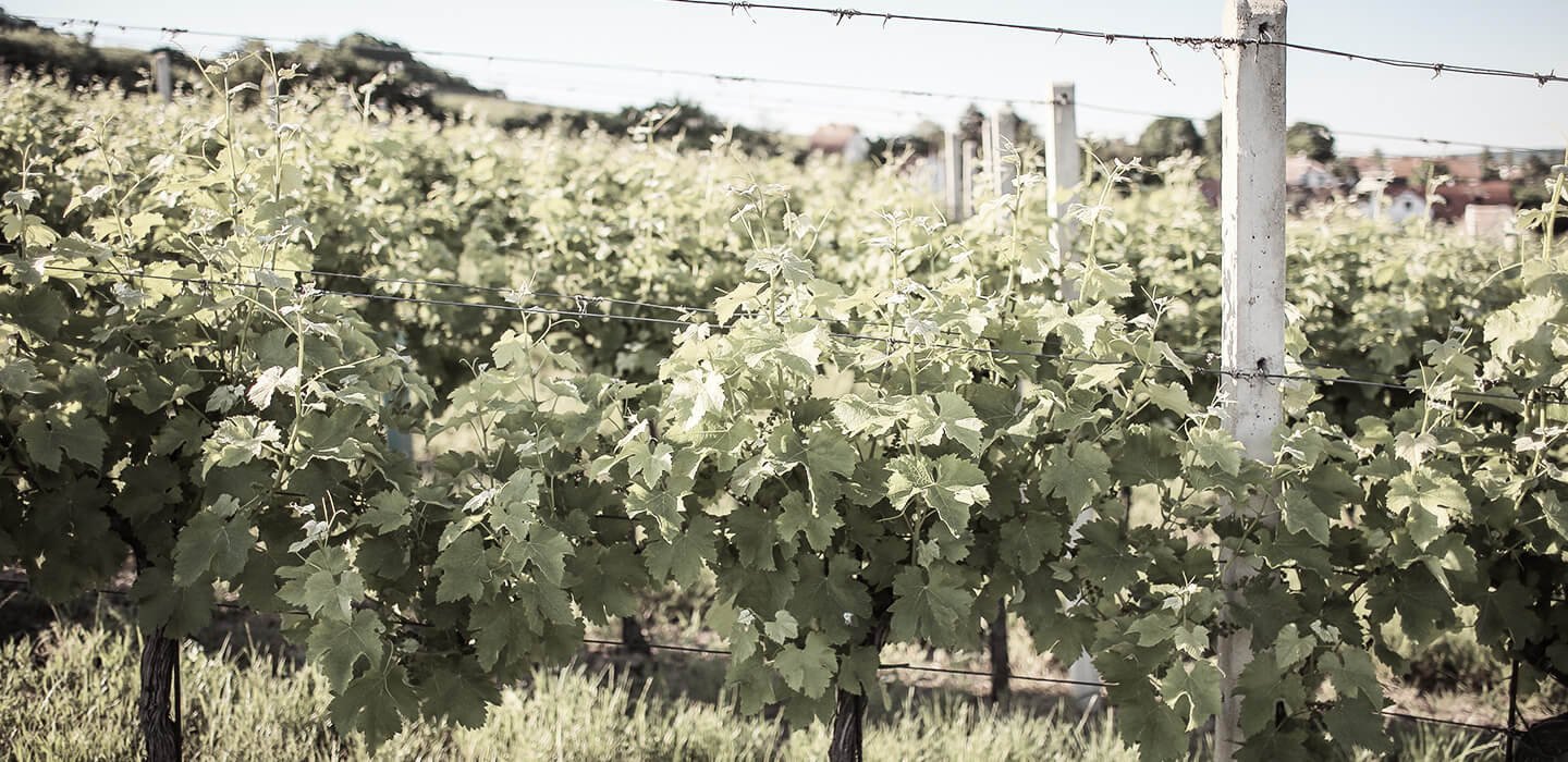 Growing Sustainable Wine